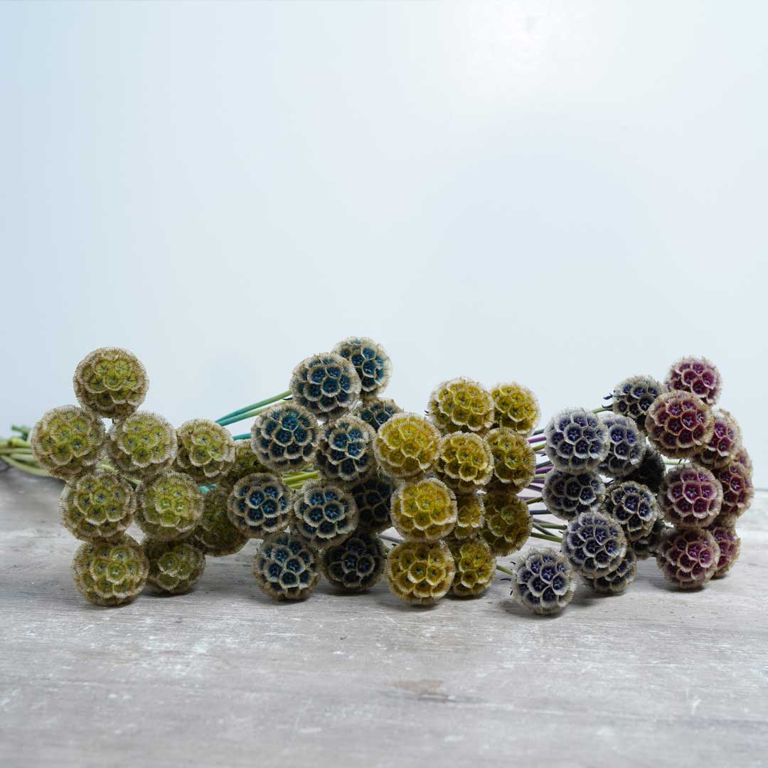 Lolly Pods | Floral Chain Group